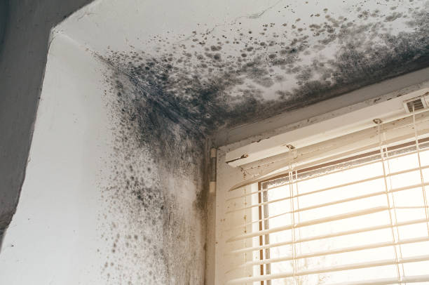 Mold Remediation service in Sparta, Sparta, MI
